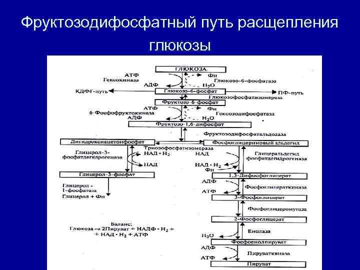 Расщепление глюкозы. Общая схема расщепления Глюкозы. Гликолиз путь Эмбдена Мейергофа Парнаса. Пути метаболизма у прокариот. Схема расщепление сахара.