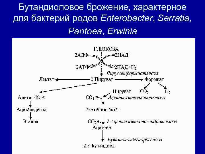 Общая схема брожения