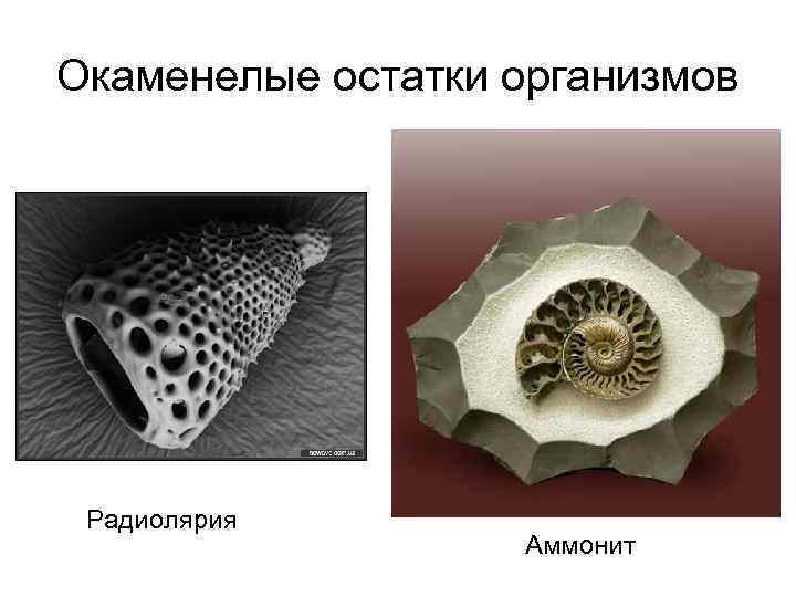 Окаменелые остатки организмов Радиолярия Аммонит Окаменелые остатки организмов Радиолярия Аммонит
