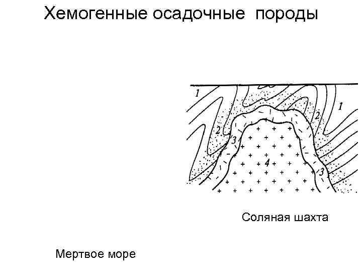 Хемогенные осадочные породы    Соляная шахта  Мертвое море 