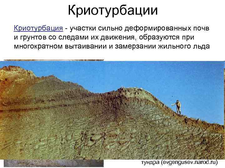    Криотурбации Криотурбация - участки сильно деформированных почв и грунтов со следами