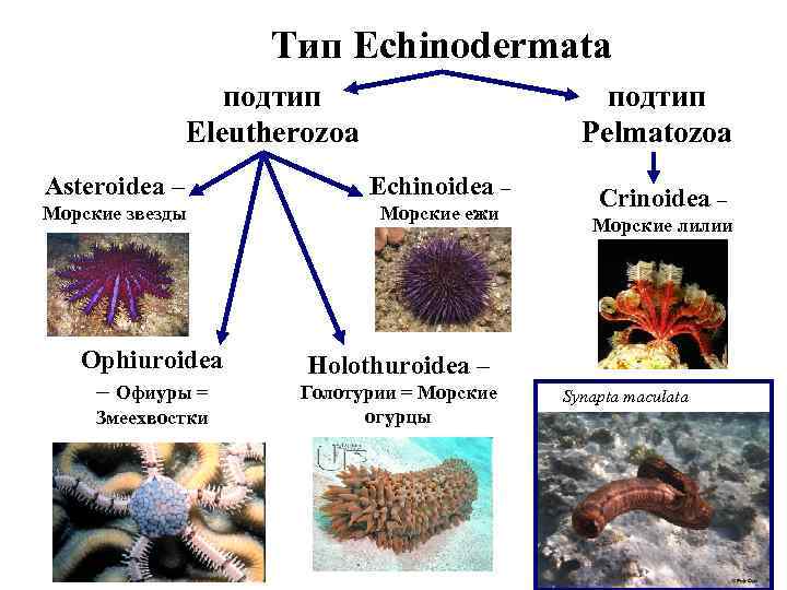     Тип Echinodermata    подтип    Eleutherozoa