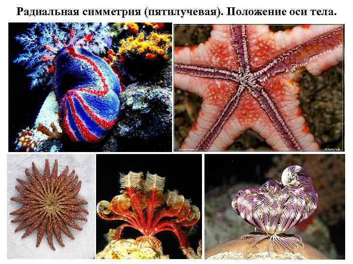 Радиальная симметрия (пятилучевая). Положение оси тела. 