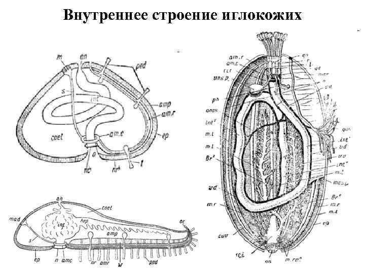 Внутреннее строение иглокожих 
