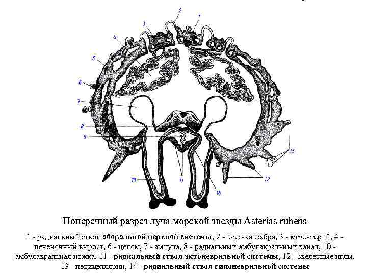   Поперечный разрез луча морской звезды Asterias rubens  1 - радиальный ствол