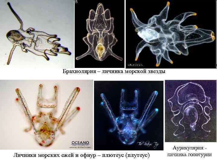    Брахиолярия – личинка морской звезды      Аурикулярия