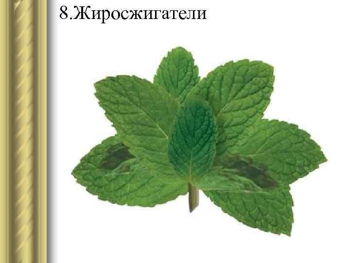 8. Жиросжигатели 