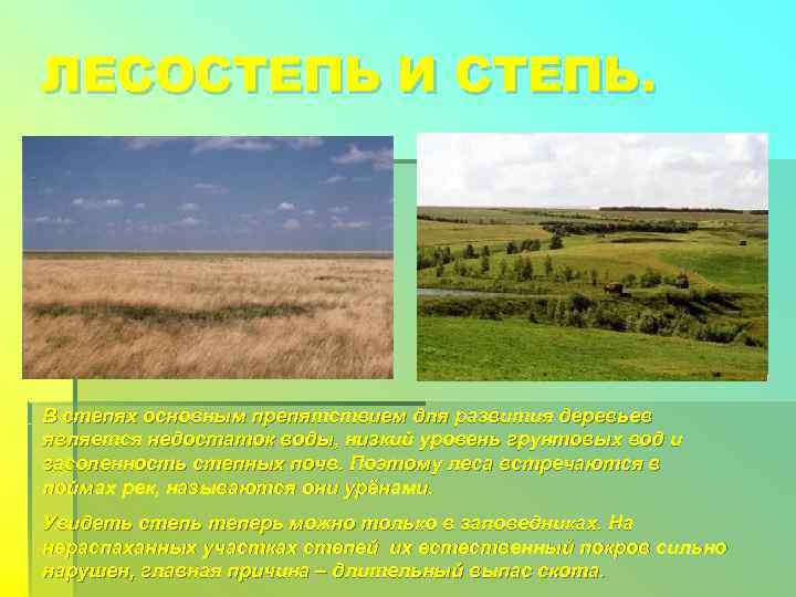 ЛЕСОСТЕПЬ И СТЕПЬ. В степях основным препятствием для развития деревьев является недостаток воды, низкий