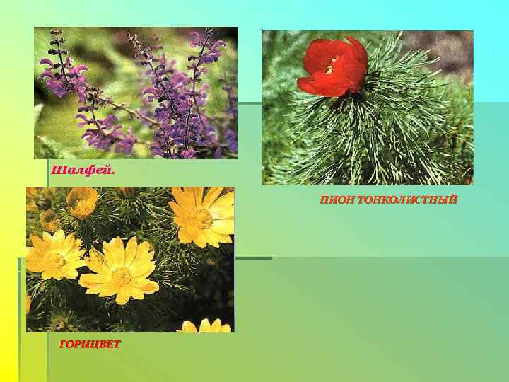 Шалфей.   ПИОН ТОНКОЛИСТНЫЙ ГОРИЦВЕТ 