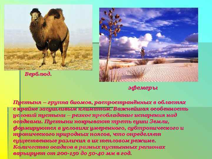   Верблюд.       эфемеры Пустыня – группа биомов,
