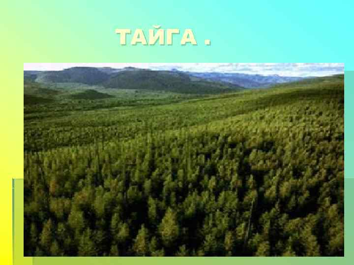ТАЙГА. 