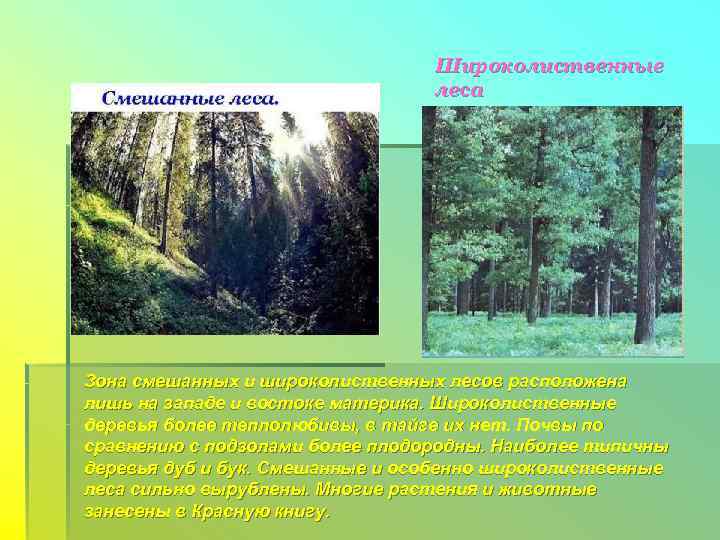        Широколиственные      