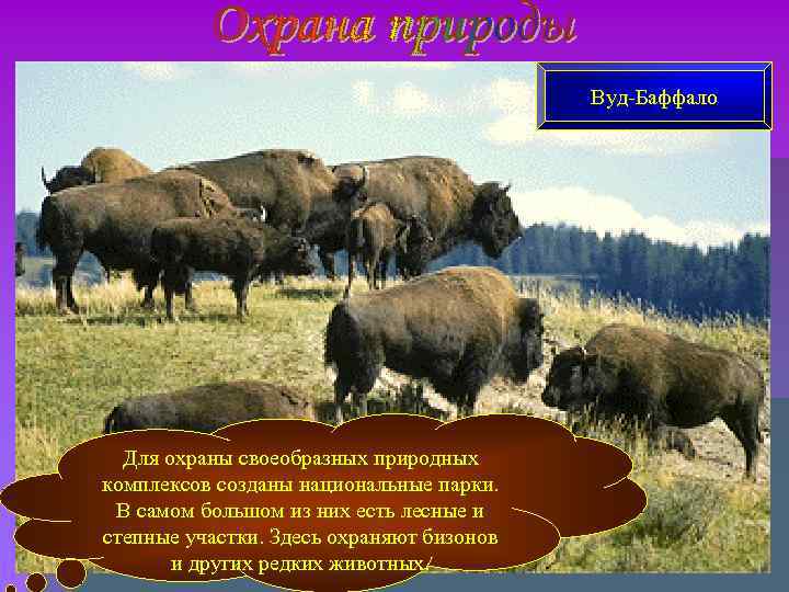 Вуд-Баффало Для охраны своеобразных природных комплексов Вуд-Баффало Для охраны своеобразных природных комплексов