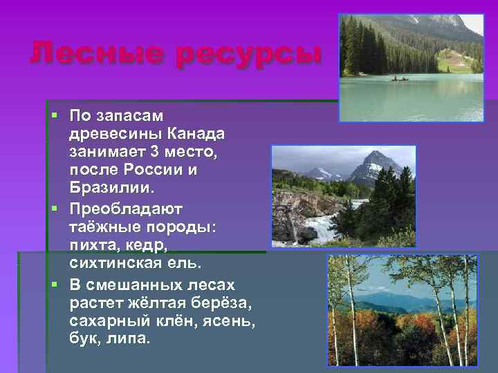 Лесные ресурсы § По запасам древесины Канада занимает 3 место, после Лесные ресурсы § По запасам древесины Канада занимает 3 место, после