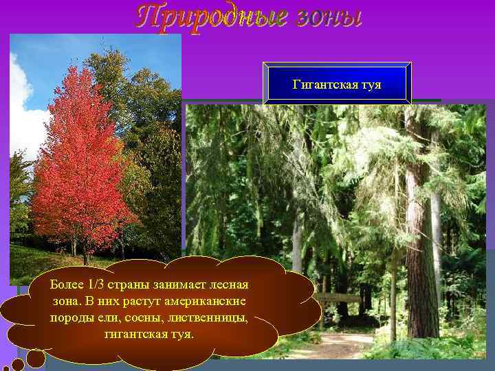Гигантская туя Более 1/3 страны занимает лесная зона. Гигантская туя Более 1/3 страны занимает лесная зона.