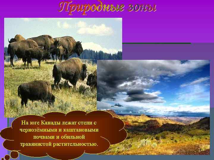 На юге Канады лежат степи с чернозёмными и каштановыми почвами и обильной травянистой На юге Канады лежат степи с чернозёмными и каштановыми почвами и обильной травянистой