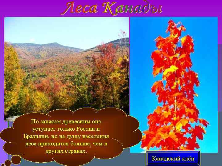 По запасам древесины она уступает только России и Бразилии, но на душу По запасам древесины она уступает только России и Бразилии, но на душу