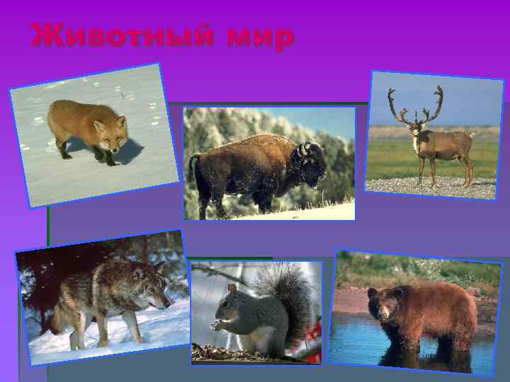 Животный мир Животный мир