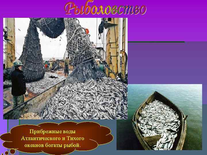 Прибрежные воды Атлантического и Тихого океанов богаты рыбой. Прибрежные воды Атлантического и Тихого океанов богаты рыбой.