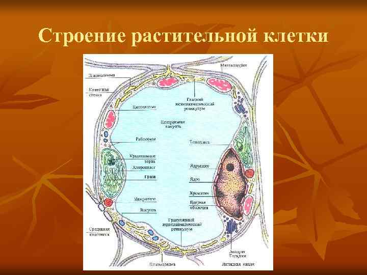 Строение растительной клетки 