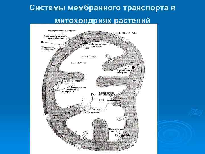 Системы мембранного транспорта в митохондриях растений 