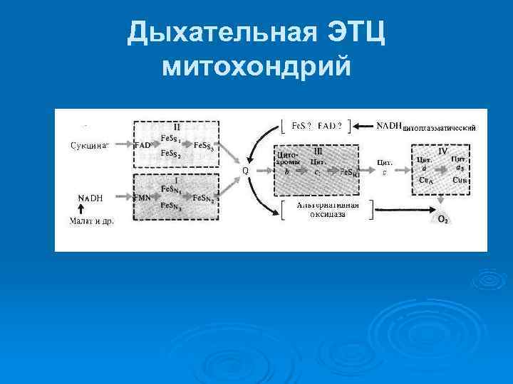 Окислительное фосфорилирование обобщенная схема