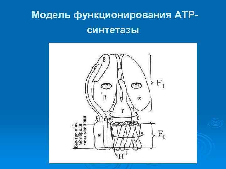 Модель функционирования АТР-   синтетазы 