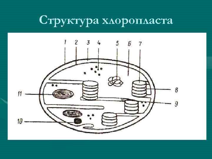 Структура хлоропласта 