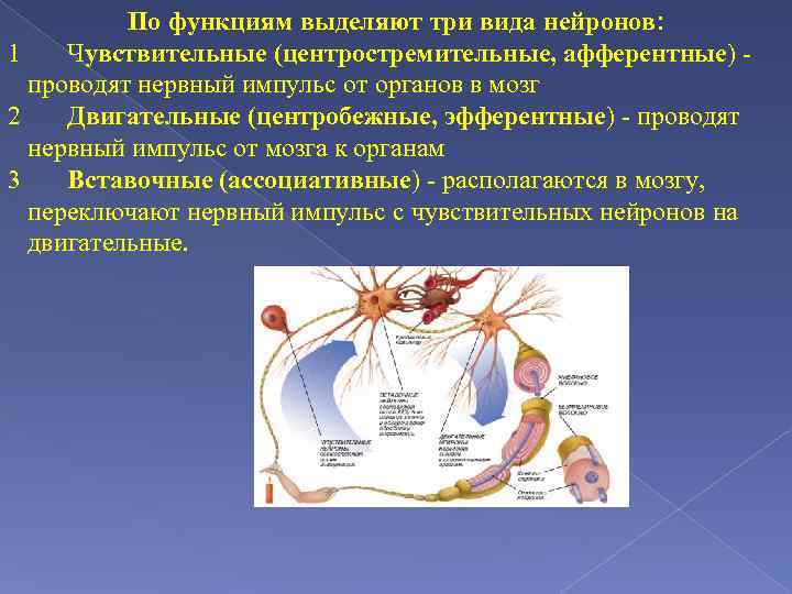 Функции чувствительных и двигательных нейронов. Физиология нервной системы. Афферентные и эфферентные Нейроны. Функции нервного импульса. Нервный Импульс физиология.