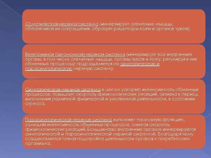 Соматическая нервная система (иннервирует скелетные мышцы, обеспечивая их сокращения, образует рецепторы кожи и органов