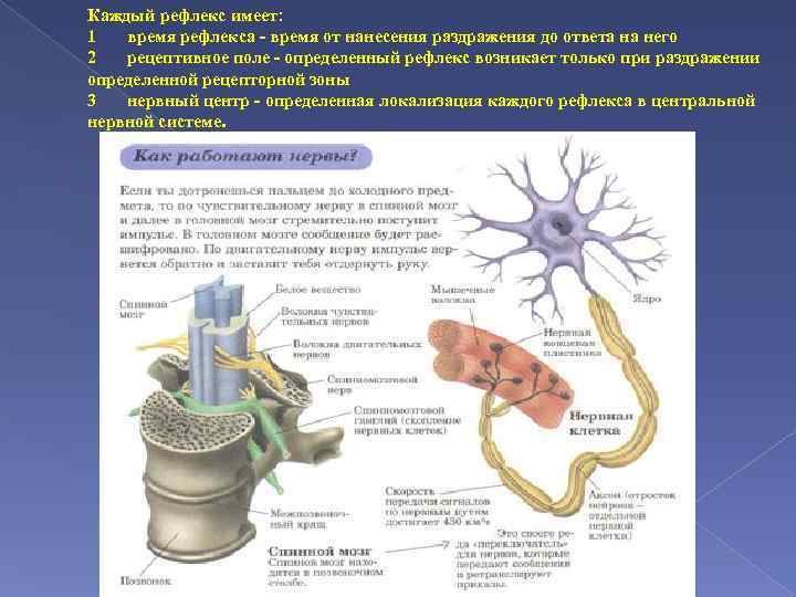 Каждый рефлекс имеет: 1 время рефлекса - время от нанесения раздражения до ответа на