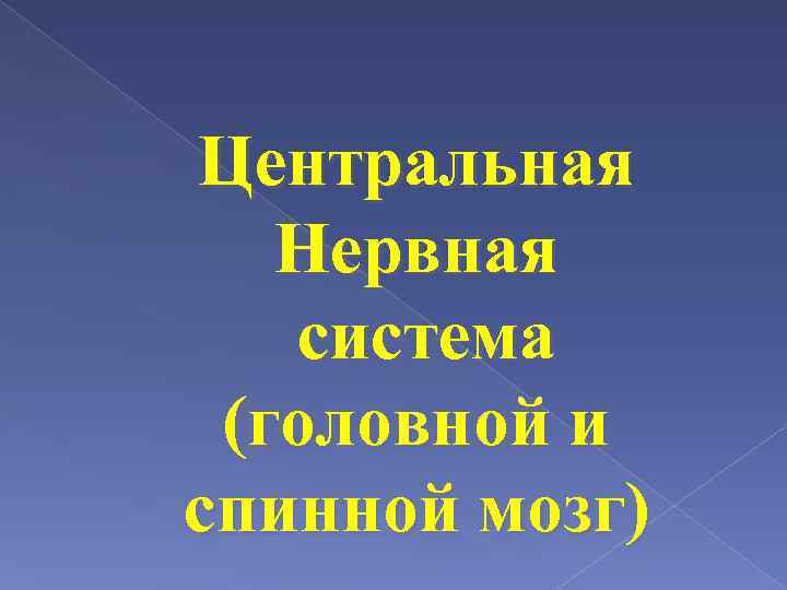 Центральная Нервная система (головной и спинной мозг) 