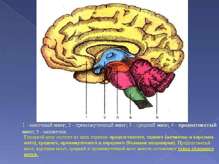 Средний и промежуточный мозг строение. Продолговатый, задний,средний, промежуточный и передний отделы мозга. Продолговатый задний средний промежуточный конечный мозг. Головной мозг продолговатый средний задний промежуточный. Продолговатый мозг 2) мозжечок 3) средний мозг.