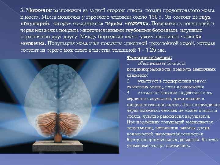 3. Мозжечок расположен на задней стороне ствола, позади продолговатого мозга и моста. Масса мозжечка