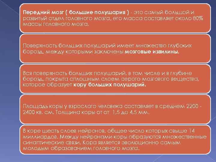 Передний мозг ( большие полушария ) - это самый большой и развитый отдел головного