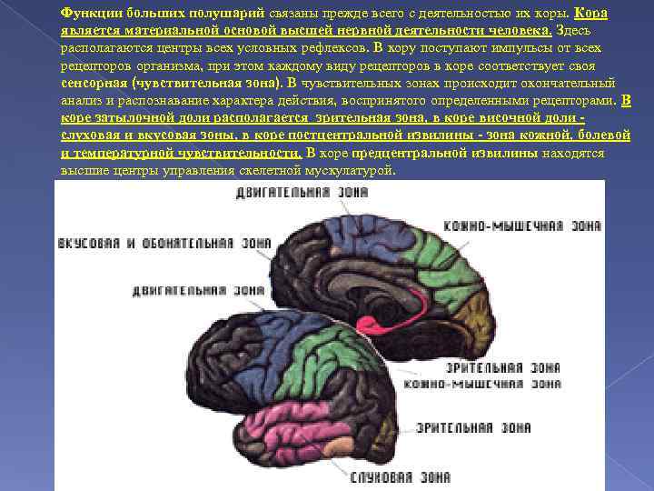 Свойства коры мозга. Деятельность коры больших полушарий. Основные функции коры больших полушарий.