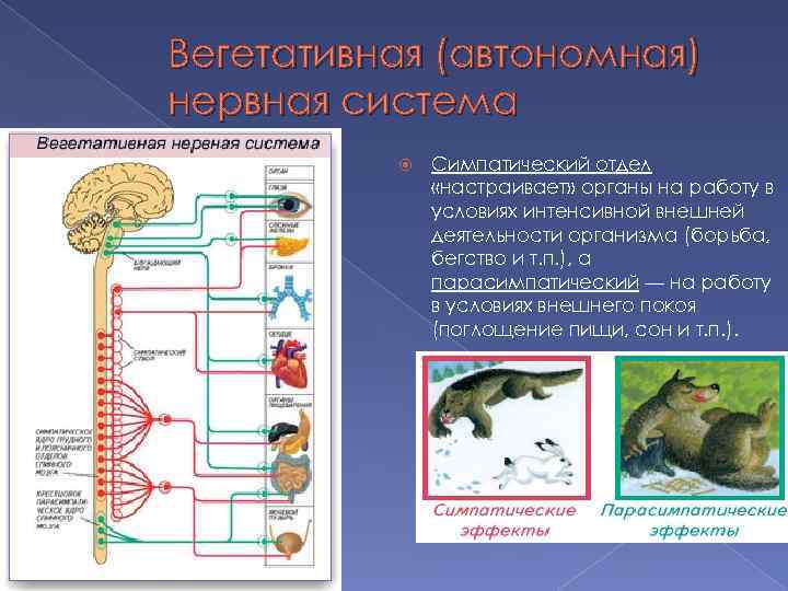 Вегетативная (автономная) нервная система Симпатический отдел «настраивает» органы на работу в условиях интенсивной внешней