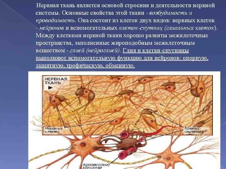 Нервная ткань состоит из собственно нервных клеток. Нервная ткань. Структура нервной ткани. Нервная ткань строение ткани. Клетки нервной ткани.