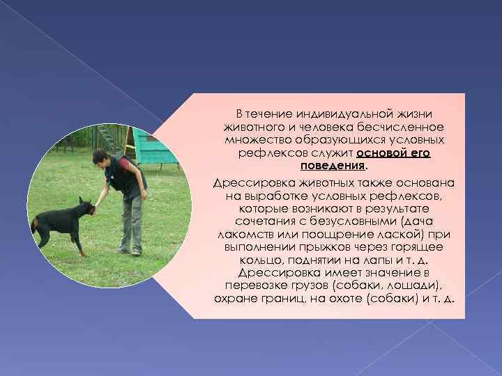 В течение индивидуальной жизни животного и человека бесчисленное множество образующихся условных рефлексов служит основой