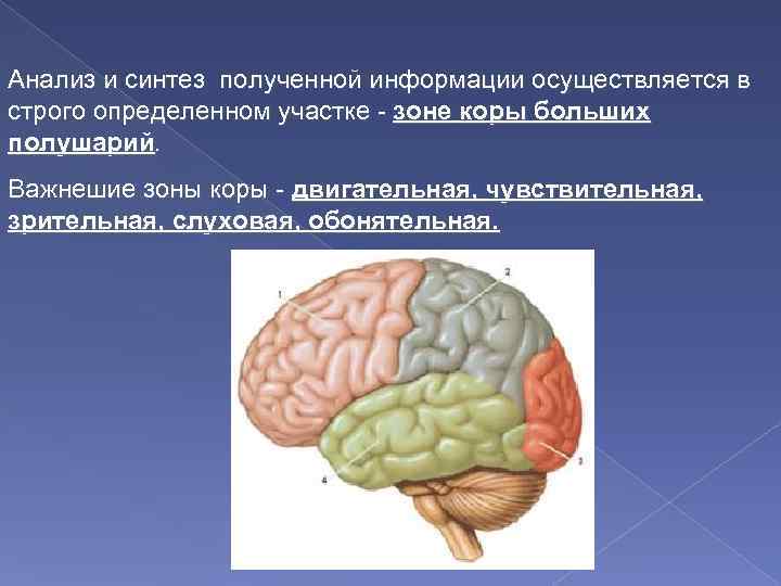 Анализ и синтез полученной информации осуществляется в строго определенном участке - зоне коры больших