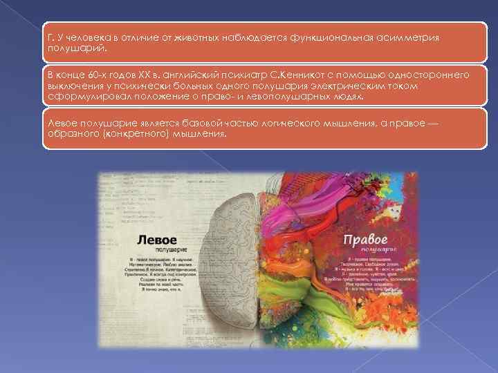 Г. У человека в отличие от животных наблюдается функциональная асимметрия полушарий. В конце 60