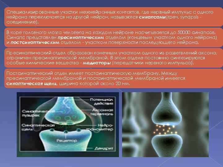 Специализированные участки межнейронных контактов, где нервный импульс с одного нейрона переключается на другой нейрон,