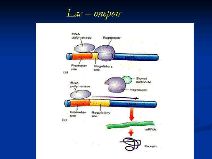 Lac – оперон 