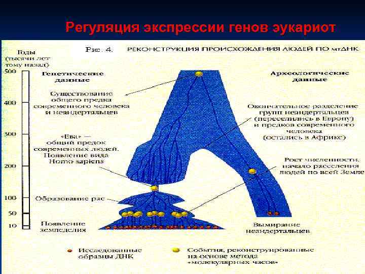 Регуляция экспрессии генов эукариот 
