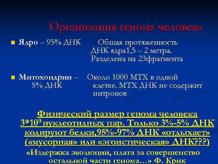    Организация генома человека n  Ядро – 95% ДНК Общая протяженность