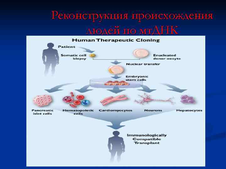 Реконструкция происхождения  людей по мт. ДНК 