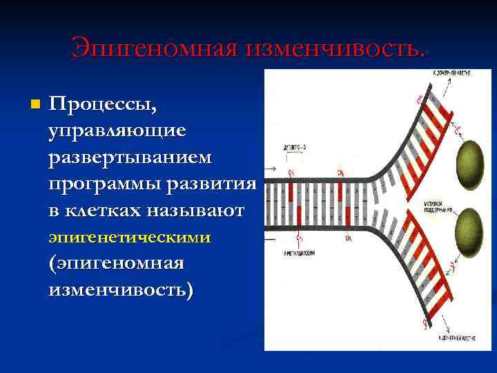  Эпигеномная изменчивость. n  Процессы, управляющие развертыванием программы развития в клетках называют эпигенетическими