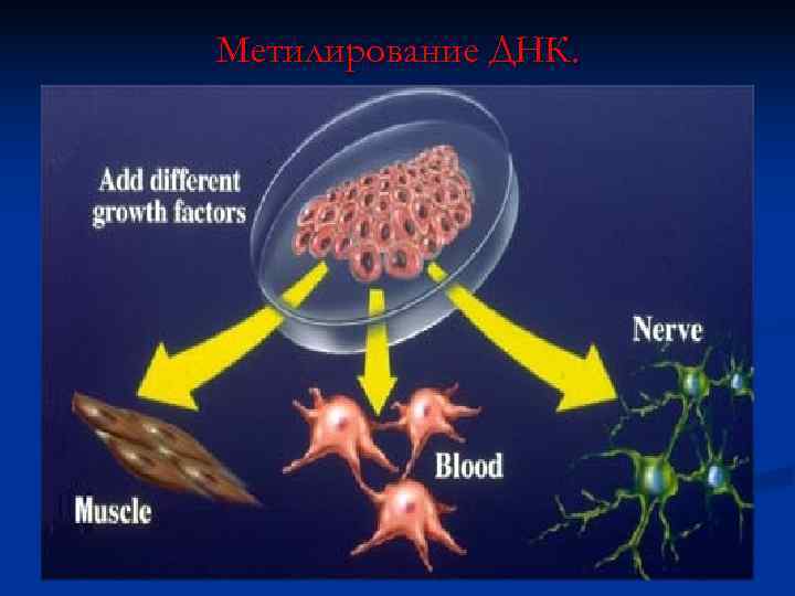Метилирование ДНК. 