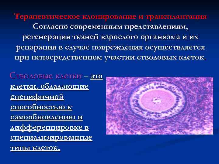  Терапевтическое клонирование и трансплантация  Согласно современным представлениям, регенерация тканей взрослого организма и