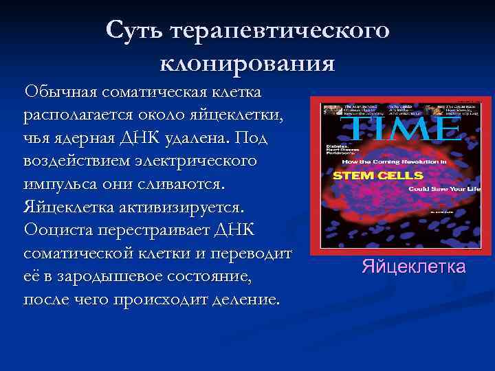    Суть терапевтического   клонирования Обычная соматическая клетка располагается около яйцеклетки,